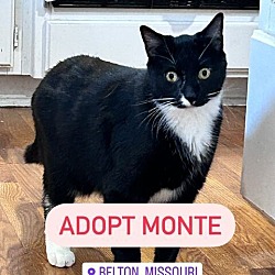 Thumbnail photo of Monte #3