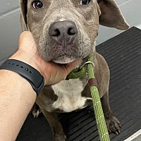 adopt a pet