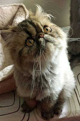 Columbus Oh Persian Meet Chocolate Muffin A Pet For Adoption