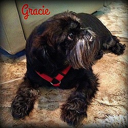 Thumbnail photo of GRACIE - Adopted #4