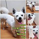 Corgi Puppies - Corgi Rescue and Adoption Near You