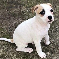 Photo of Dean " Puppy Bully Boxer Mix "