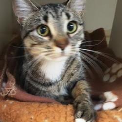 Kittens For Sale In Branson Missouri Adoptapet Com