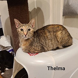 Thumbnail photo of Thelma #3