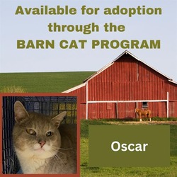 Photo of OSCAR BARN CAT