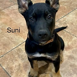 Thumbnail photo of Suni #4