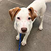 adopt a pet