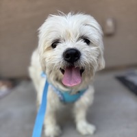 adopt-pet