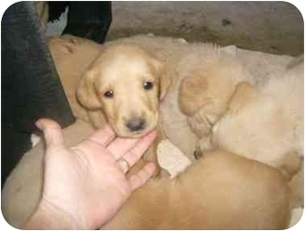 Cairo Ga Golden Retriever Meet Golden Lab Pups A Pet For Adoption