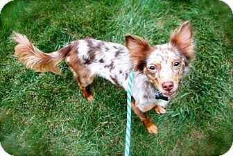 Franklin, IN - Chihuahua. Meet Bridger a Dog for Adoption.
