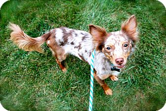 australian shepherd chihuahua