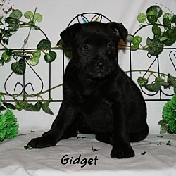 Thumbnail photo of Gidget #3