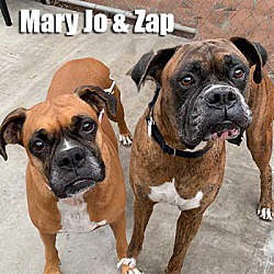 Thumbnail photo of MaryJo and Zap #1