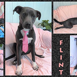 Thumbnail photo of Flint #4