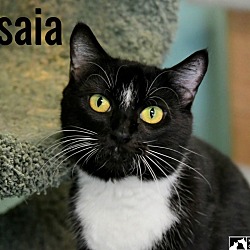 Thumbnail photo of Tissaia #4