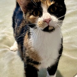 Thumbnail photo of Patches (kitten) #3