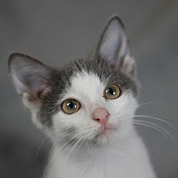 Thumbnail photo of Margaret - SEE ME @ PETCO! #1