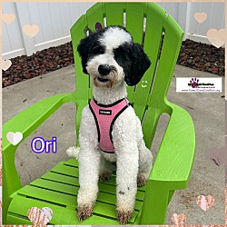 Thumbnail photo of Ori #2