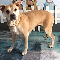 adopt a pet