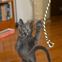 adopt a pet
