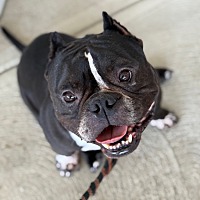 adopt a pet