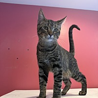 ANDREW - Domestic Shorthair available for adoption