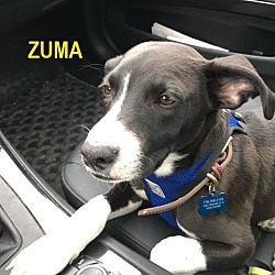 Thumbnail photo of ZUMA #1