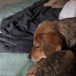 Thumbnail photo of Brownie (in adoption process) #3