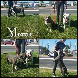 Photo of Mozzie
