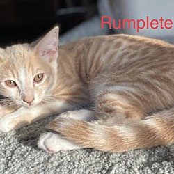 Thumbnail photo of Rumpleteazer #1