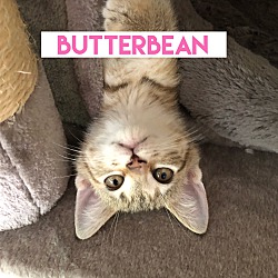 Thumbnail photo of Butterbean #2