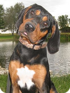 rottweiler bloodhound