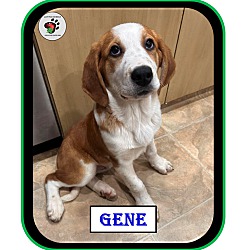 Thumbnail photo of Gene - The "G" Litter #1