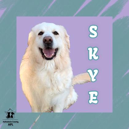 Thumbnail photo of Skye #1