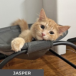 Thumbnail photo of Jasper #2