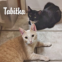 Thumbnail photo of Tabitha #2