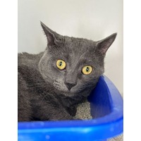 adopt-pet