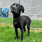 Adopt A Pet :: Panther - Lancaster, OH