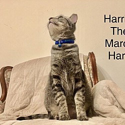 Thumbnail photo of Harriet the March Hare #2