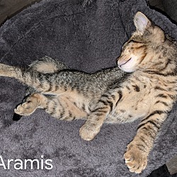 Thumbnail photo of Aramis #3