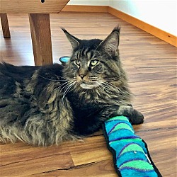 Thumbnail photo of FISHY - Offered by Owner - Young Maine Coon #1