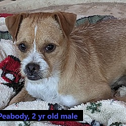Photo of Peabody