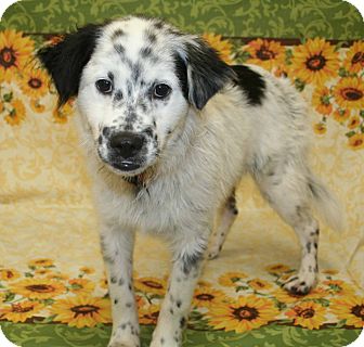 aussie springer spaniel mix