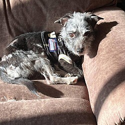 Unleashed love hot sale pet rescue
