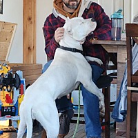 adopt a pet