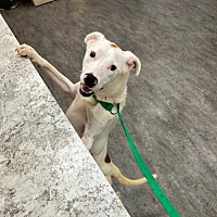 adopt a pet