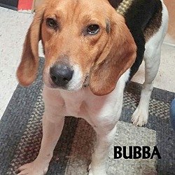 Thumbnail photo of BUBBA--CUTIE BEAGLE BOY #4