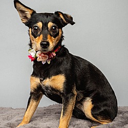 Photo of Ellie - Exper Adopter Needed