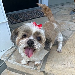 Photo of Ginger