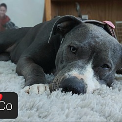 Thumbnail photo of CoCo-Check out my video #3